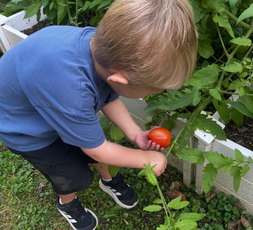 Child picking a ripe tomato from the garden at Creative Kids Academy