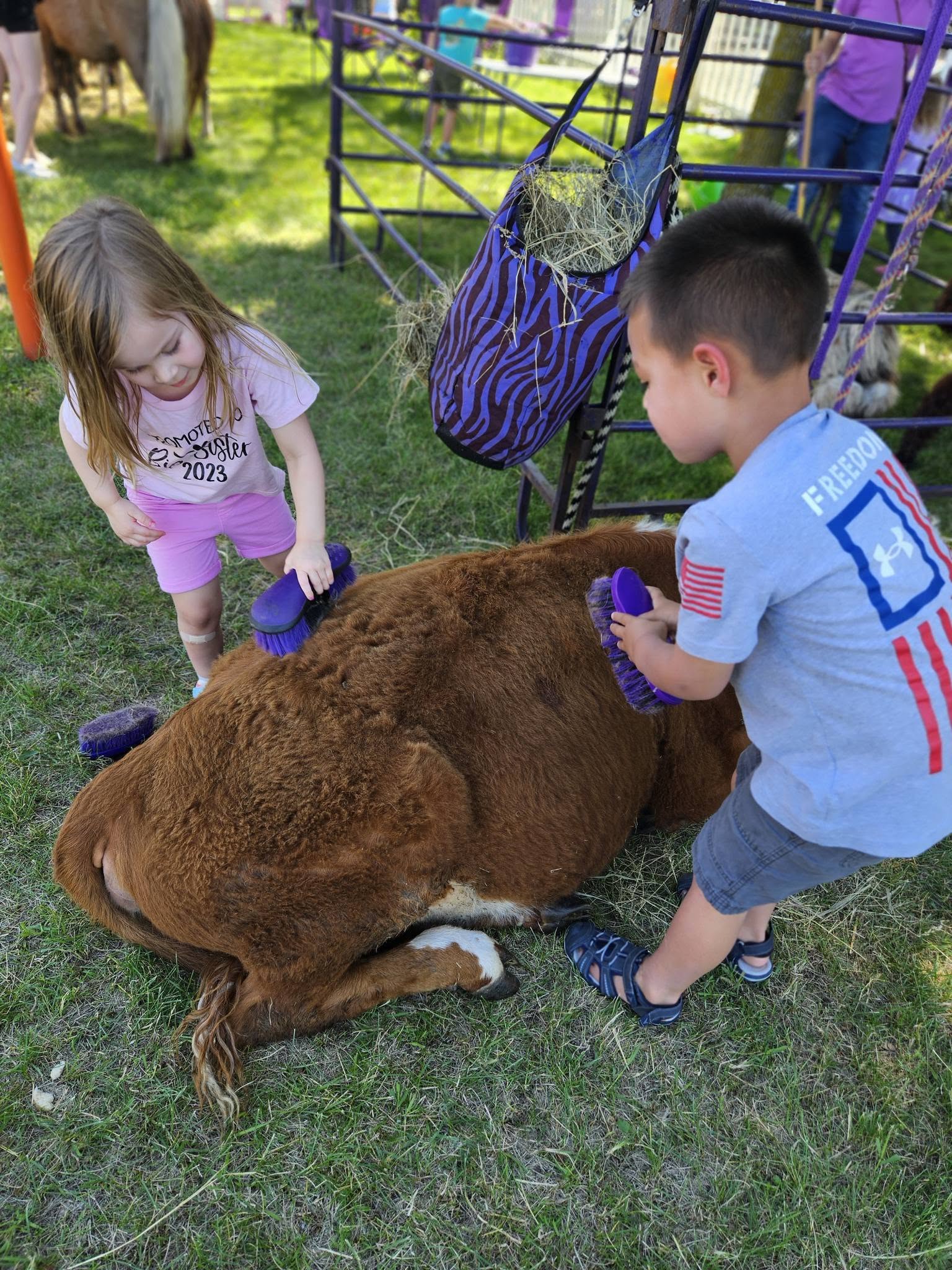 Children brushing a calf during a community animal visit at Creative Kids Academy Zimmerman